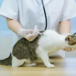 Why Cat Vaccinations Are So Important