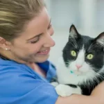 How to Keep Your Cat Calm During Vet Visits