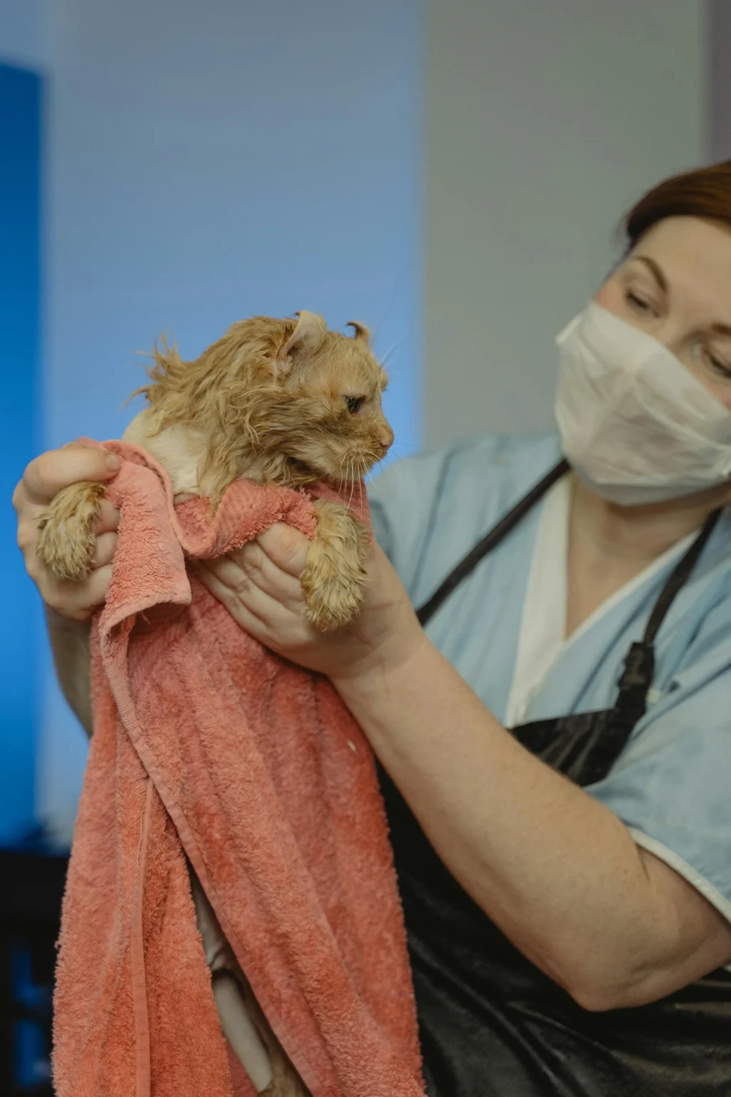 Veterinarian gently holding a wet orange cat wrapped in a pink towel after grooming