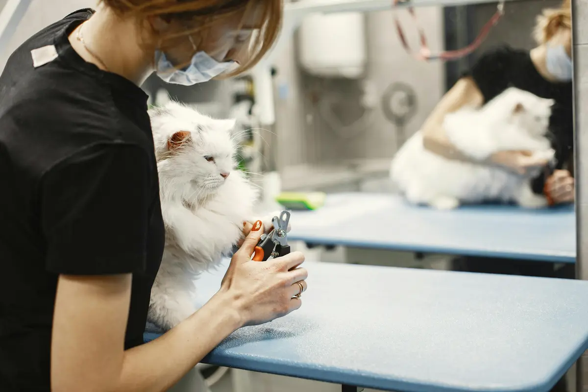 Veterinarian trimming a white cat’s nails during a grooming session at a pet care clinic.