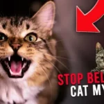 Common Cat Health Myths You Should Stop Believing